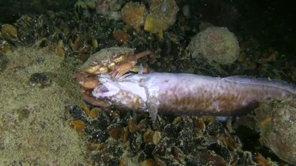 Grüne Krabbe versucht, ein Stück Fleisch von toten Fischen zu reißen. — Stockvideo