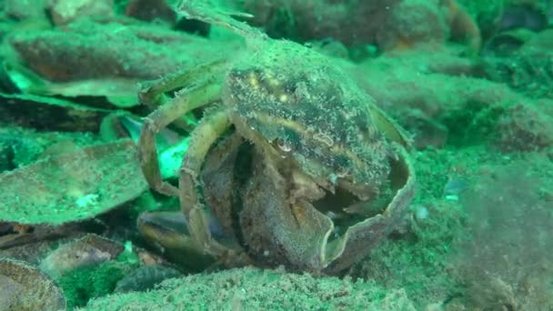 El cangrejo europeo saca carne de la cáscara de Rapa Whelk veteado (Rapana venosa). — Vídeo de stock