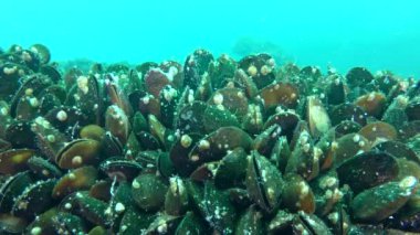 Taştan yapılmış midye akıntısının orta ölçekli plankton taşıdığı.