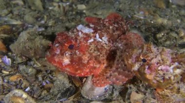 Yumurtlayan Kara Akrep Balığı: iki parlak renkli balık deniz yatağında uzanıyor.