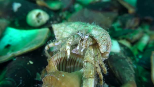Características da vida do caranguejo Eremita: com o câncer de crescimento deve mover-se para uma concha maior. — Vídeo de Stock
