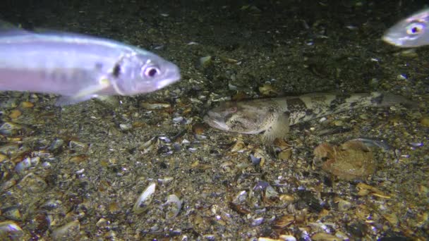 Meeresfisch Knout Grundel (Mesogobius batrachocephalus) auf dem Meeresboden, umgeben von Stöcken. — Stockvideo