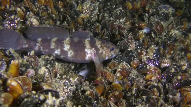 ムール貝の間の海底にあるゴビ魚（ゴビアス・パガネルス）. — ストック動画