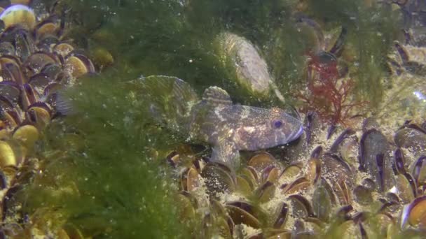 Houbové goby ryby (Ponticola eurycephalus) na mořském dně mezi slávkami. — Stock video