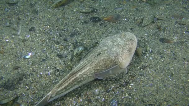 Unterer Fisch Atlantischer Sternengucker liegt auf dem Meeresboden, Blick von oben. — Stockvideo