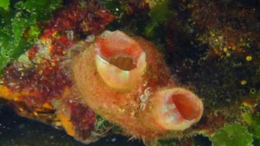 Bir taşın üzerinde kırmızı ascidian, yakın plan..