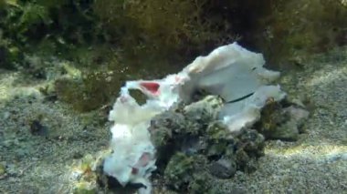 Bir grup gastropod Muricidae deniz tabanındaki hayvanın kalıntılarını yiyor..