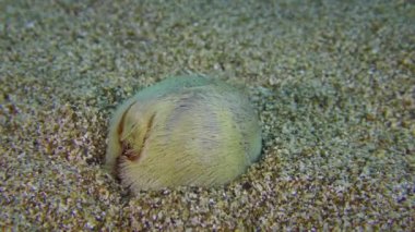 Kalp Urchin kumlu deniz tabanında.