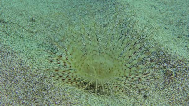 Jasnokolorowy anemon na piaszczystym dnie morza. — Wideo stockowe