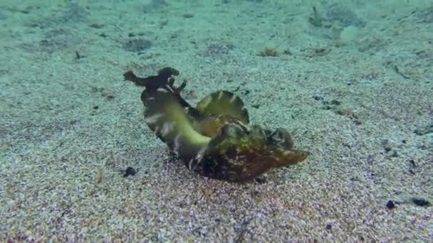 Zeeharing stijgt op vanaf de zeebodem. — Stockvideo