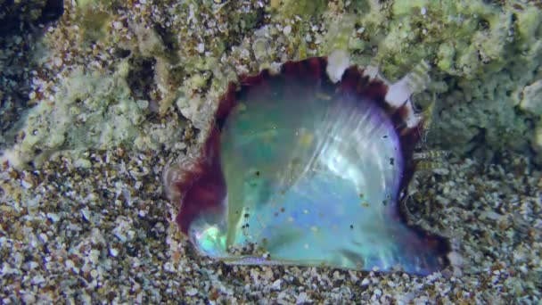 Open schelp parel oester op de zeebodem, close-up. — Stockvideo