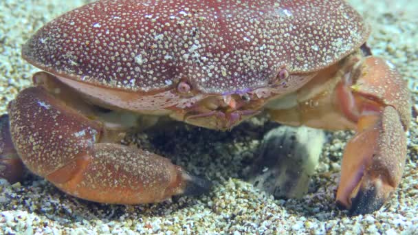 Cangrejo rojo en el fondo marino arenoso. — Vídeos de Stock