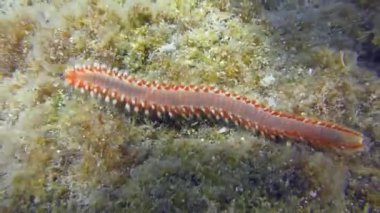 Alttaki ateş solucanı alglerle kaplanmış..