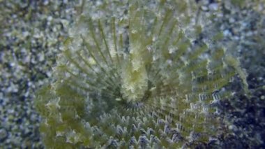 Tüylü toz solucanı deniz tabanında.