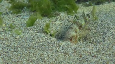 Farklı balık türlerinin simbiyotik davranışları.