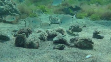 Bir deniz kabuğu sürüsü deniz tabanında yiyecek arıyor..