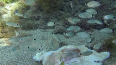 Bir deniz kabuğu sürüsü ölü balık yer..