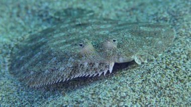 Kumlu deniz tabanında Büyük Gözlü Boğa.