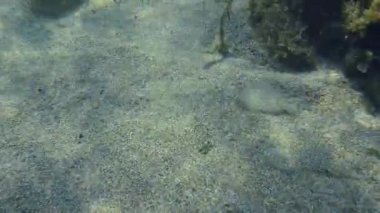 Geniş Gözlü Dil Balığı.