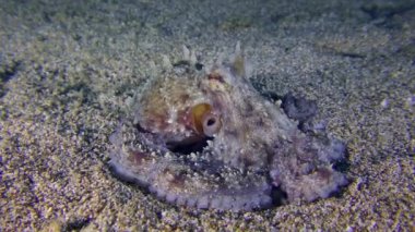 Ahtapot kumlu deniz tabanında.