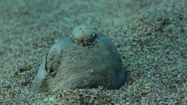 Dua urchin jantung umum di dasar laut berpasir. — Stok Video