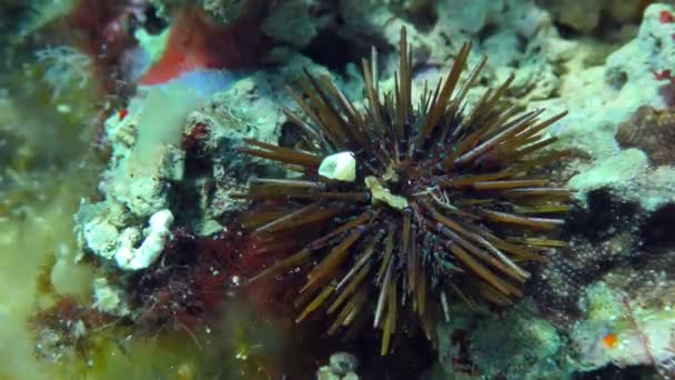 Purple Sea Urchin sul fondale roccioso. — Video Stock
