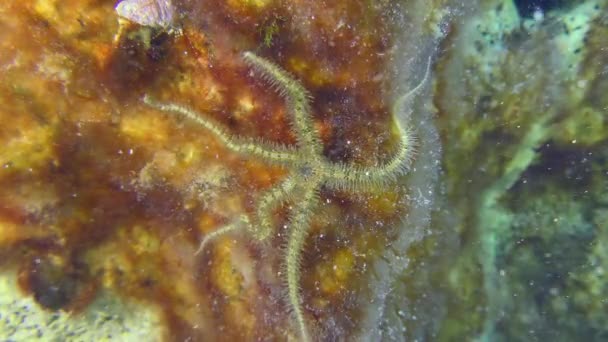Brittle Star rampe le long des fonds marins. — Video
