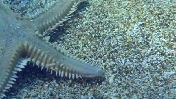Starfish em um fundo marinho arenoso. — Vídeo de Stock