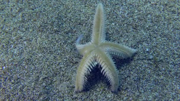 Estrella de mar arenosa gira sobre un fondo marino arenoso. — Vídeos de Stock