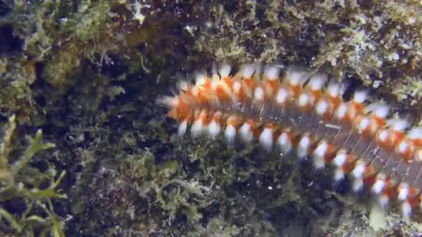 Verme di fuoco barbuto che striscia su un fondo marino. — Video Stock