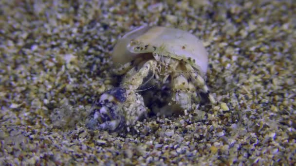 Um par de caranguejos eremita em um fundo arenoso. — Vídeo de Stock