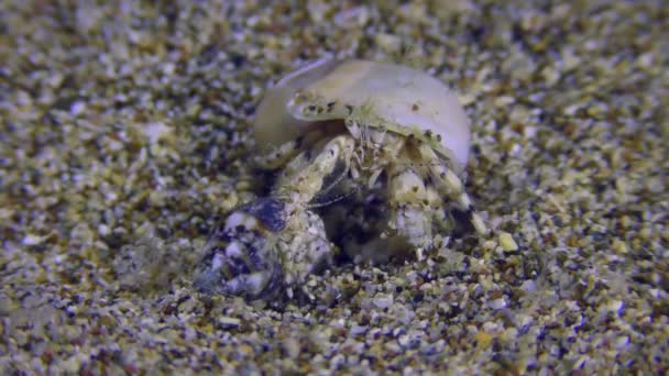 Een paar heremietkreeften op een zandbodem. — Stockvideo