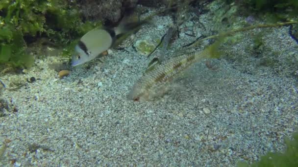 Simbiosis mutua de diferentes especies de peces. — Vídeos de Stock