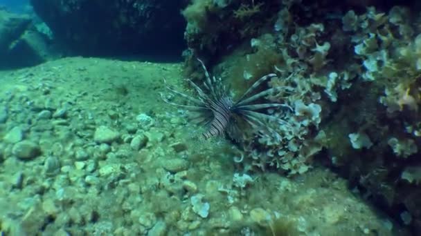 Pez león común en el mar Mediterráneo. — Vídeo de stock