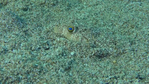 Puffer di dasar laut berpasir. — Stok Video