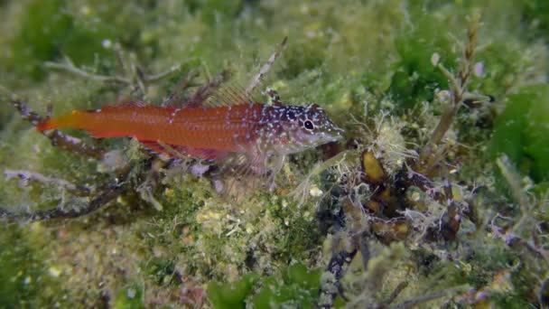 Negro frente Blenny en la parte inferior. — Vídeos de Stock