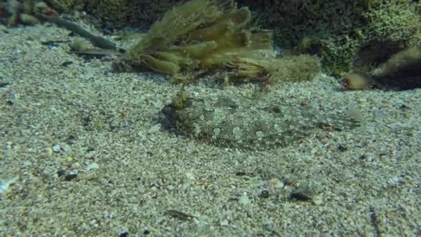 Wide-eyed Flounder on the sandy bottom. — Stock Video
