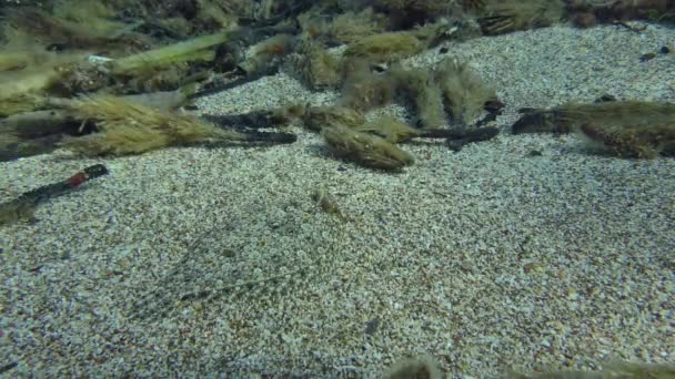 Platija de ojos anchos en el fondo marino arenoso. — Vídeos de Stock