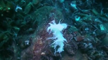 Ekolojik sorun: deniz tabanında deniz mantarlarının kitlesel büyümesi.