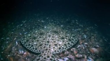 Turbot (Scophthalmus maximus): Yavaşça altta yüzer.