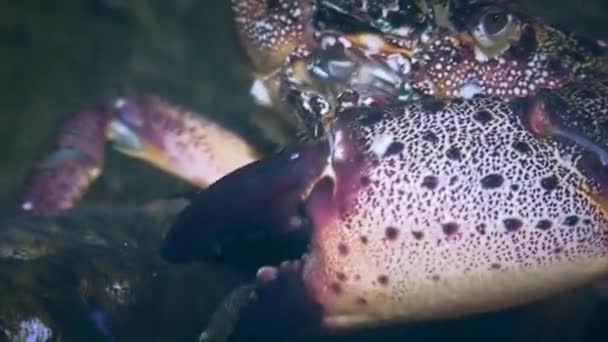 Warzenkrabbe (Eriphia verrucosa) frisst toten Fisch aus nächster Nähe. — Stockvideo