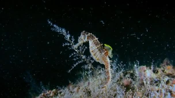 Krátký okousaný mořský koník (Hippocampus hippocampus). — Stock video