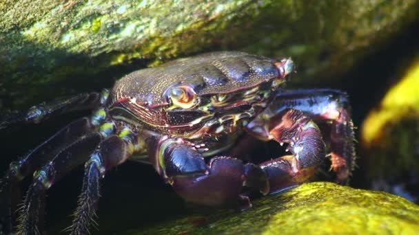 Gemarmerde steenkrab (Pachygrapsus marmoratus) op het land. — Stockvideo