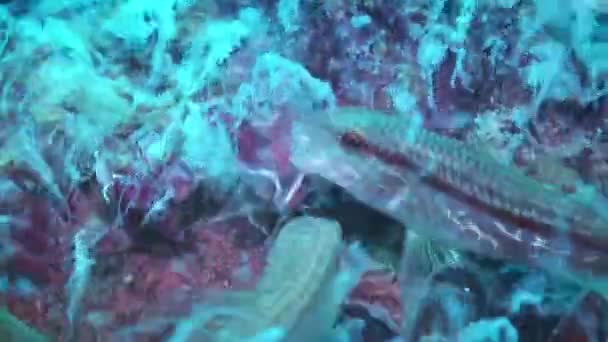 Eutrofización marina: Los peces marinos comen hongos marinos. — Vídeo de stock