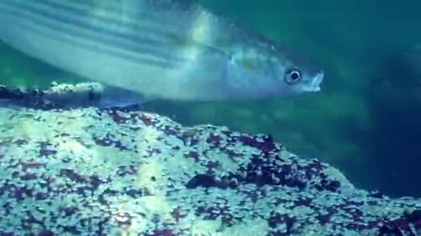 Nutrizione Triglia dorata (Liza aurata), primo piano. — Video Stock