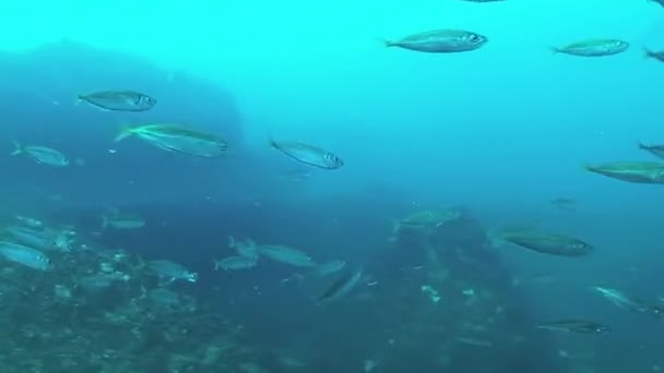 Um bando de peixes na fronteira de uma termoclina. — Vídeo de Stock