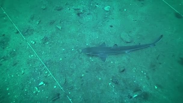 Подводная археология: колючая акула на исследовательской площадке. — стоковое видео
