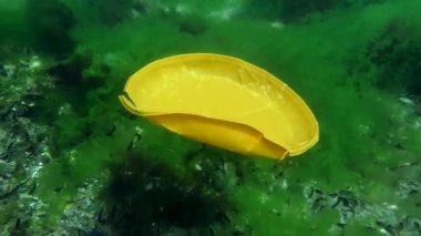 Okyanusun plastik kirliliği: plastik tek kullanımlık bir tabak yavaşça deniz tabanına batar.