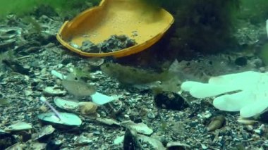 Okyanusun plastik kirliliği: Deniz tabanındaki plastik atıklar arasında goby balığı.