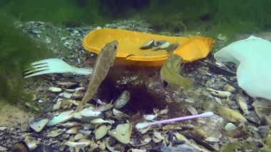Denizin plastik kirliliği: deniz tabanındaki plastik çöplerin arasındaki balık balığı.